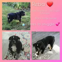 Reba, a female Olde English Bulldogge for sale in Pine Village, IN – Photo 1 of 10