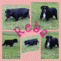 Reba, a female Olde English Bulldogge for sale in Pine Village, IN – Photo 4 of 10