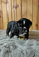 Reba, a female Olde English Bulldogge for sale in Pine Village, IN – Photo 8 of 10