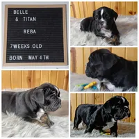 Reba, a female Olde English Bulldogge for sale in Pine Village, IN – Photo 7 of 10
