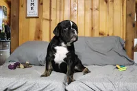 Reba, a female Olde English Bulldogge for sale in Pine Village, IN – Photo 3 of 10