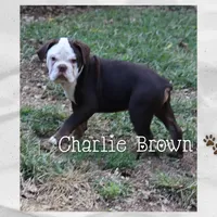 Charlie Brown, a male Olde English Bulldogge for sale in Pine Village, IN – Photo 5 of 6