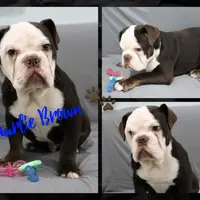 Charlie Brown, a male Olde English Bulldogge for sale in Pine Village, IN – Photo 2 of 6