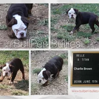 Charlie Brown, a male Olde English Bulldogge for sale in Pine Village, IN – Photo 6 of 6