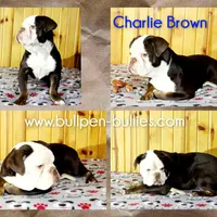 Charlie Brown, a male Olde English Bulldogge for sale in Pine Village, IN – Photo 1 of 6