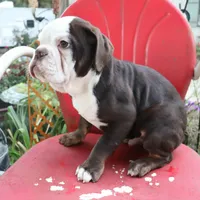 Charlie Brown, a male Olde English Bulldogge for sale in Pine Village, IN – Photo 3 of 6