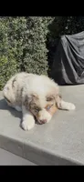 Rex, a male Australian Shepherd for sale in Oxnard, CA – 2 of 2