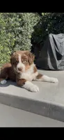 Diesel, a male Australian Shepherd for sale in Oxnard, CA – 2 of 2