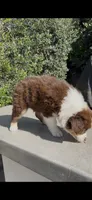 Harley, a female Australian Shepherd for sale in Oxnard, CA – 2 of 2