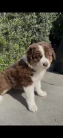 Harley, a female Australian Shepherd for sale in Oxnard, CA – 1 of 2