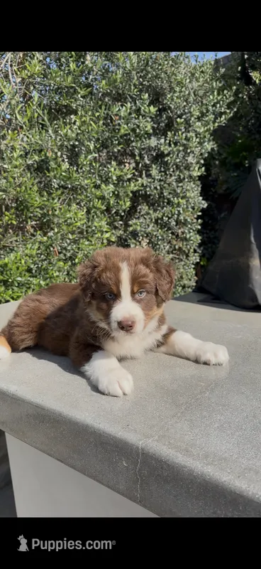 Diesel – Australian Shepherd puppy for sale in Oxnard, CA