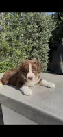 Diesel, a male Australian Shepherd for sale in Oxnard, CA – 1 of 2