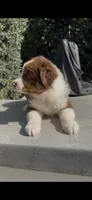 Bruno , a male Australian Shepherd for sale in Oxnard, CA – 2 of 2
