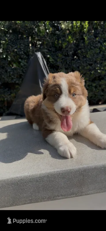Bruno  – Australian Shepherd puppy for sale in Oxnard, CA