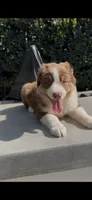 Bruno , a male Australian Shepherd for sale in Oxnard, CA – 1 of 2