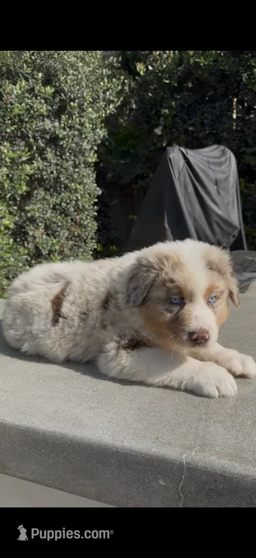 Rex – Australian Shepherd puppy for sale in Oxnard, CA