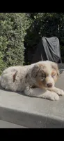 Rex, a male Australian Shepherd for sale in Oxnard, CA – 1 of 2