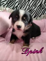 DPink - Auggie , a female Toy Australian Shepherd for sale in Apple Valley, CA – Photo 1 of 3