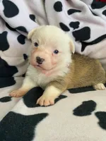 Clara - Triple Clear - AKC, a female Pembroke Welsh Corgi for sale in Apple Valley, CA – 2 of 8