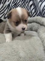 Blue, a male Pembroke Welsh Corgi for sale in Apple Valley, CA – Photo 2 of 5