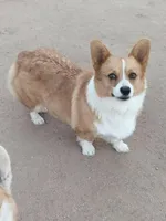 Blue, a male Pembroke Welsh Corgi for sale in Apple Valley, CA – Photo 4 of 5