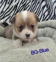 Blue, a male Pembroke Welsh Corgi for sale in Apple Valley, CA – Photo 1 of 5