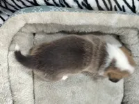 Blue, a male Pembroke Welsh Corgi for sale in Apple Valley, CA – Photo 3 of 5