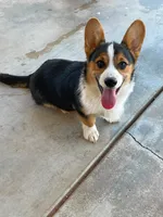 Sina Sale day ONLY 6/27 , a male Pembroke Welsh Corgi for sale in Apple Valley, CA – 2 of 6