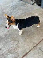 Sina Sale day ONLY 6/27 , a male Pembroke Welsh Corgi for sale in Apple Valley, CA – 4 of 6