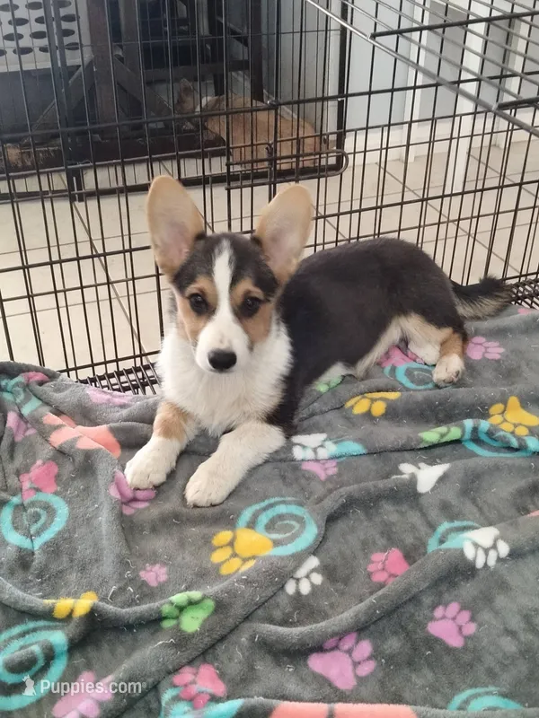 Sina – Cardigan Welsh Corgi, Pembroke Welsh Corgi puppy for sale in Apple Valley, CA