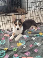 Sina, a male Cardigan Welsh Corgi and Pembroke Welsh Corgi for sale in Apple Valley, CA – 1 of 5