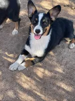 Bonnie-Auggie , a female Pembroke Welsh Corgi and Toy Australian Shepherd for sale in Apple Valley, CA – 5 of 7