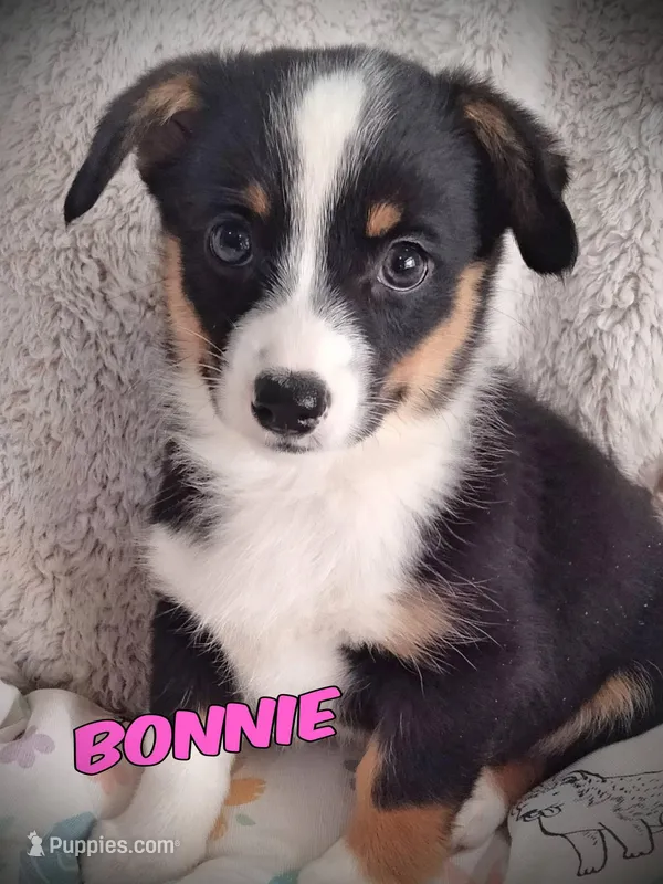 Bonnie - Auggie Ready now – Pembroke Welsh Corgi, Toy Australian Shepherd puppy for sale in Apple Valley, CA