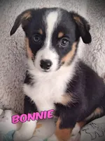 Bonnie - Auggie Ready now, a female Pembroke Welsh Corgi and Toy Australian Shepherd for sale in Apple Valley, CA – Photo 1 of 7