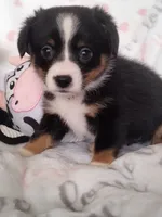 Bonnie - Auggie Ready now, a female Pembroke Welsh Corgi and Toy Australian Shepherd for sale in Apple Valley, CA – Photo 3 of 7