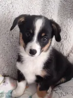 Bonnie - Auggie Ready now, a female Pembroke Welsh Corgi and Toy Australian Shepherd for sale in Apple Valley, CA – Photo 2 of 7