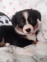 Bonnie - Auggie Ready now, a female Pembroke Welsh Corgi and Toy Australian Shepherd for sale in Apple Valley, CA – Photo 5 of 7