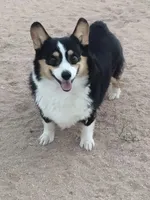 Bonnie-Auggie , a female Pembroke Welsh Corgi and Toy Australian Shepherd for sale in Apple Valley, CA – 6 of 6