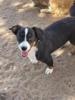 Bindy - Auggie, a female Pembroke Welsh Corgi and Toy Australian Shepherd for sale in Apple Valley, CA – 6 of 8