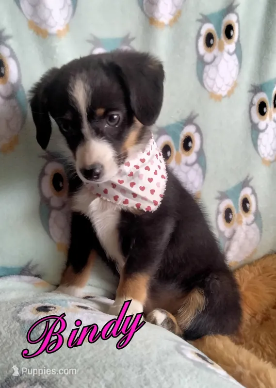Bindy-Auggie  – Pembroke Welsh Corgi, Toy Australian Shepherd puppy for sale in Apple Valley, CA