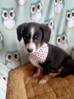 Bindy-Auggie , a male Pembroke Welsh Corgi and Toy Australian Shepherd for sale in Apple Valley, CA – Photo 3 of 6