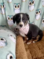 Bindy-Auggie , a male Pembroke Welsh Corgi and Toy Australian Shepherd for sale in Apple Valley, CA – Photo 2 of 6