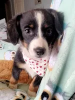 Bindy-Auggie , a male Pembroke Welsh Corgi and Toy Australian Shepherd for sale in Apple Valley, CA – Photo 4 of 6