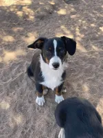Bindy - Auggie, a female Pembroke Welsh Corgi and Toy Australian Shepherd for sale in Apple Valley, CA – 4 of 8