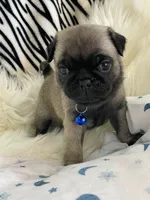 Pedro, a male Pug for sale in Apple Valley, CA – 4 of 6
