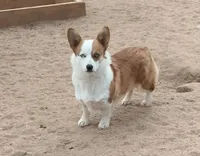 Chewy, a male Pembroke Welsh Corgi for sale in Apple Valley, CA – 4 of 5