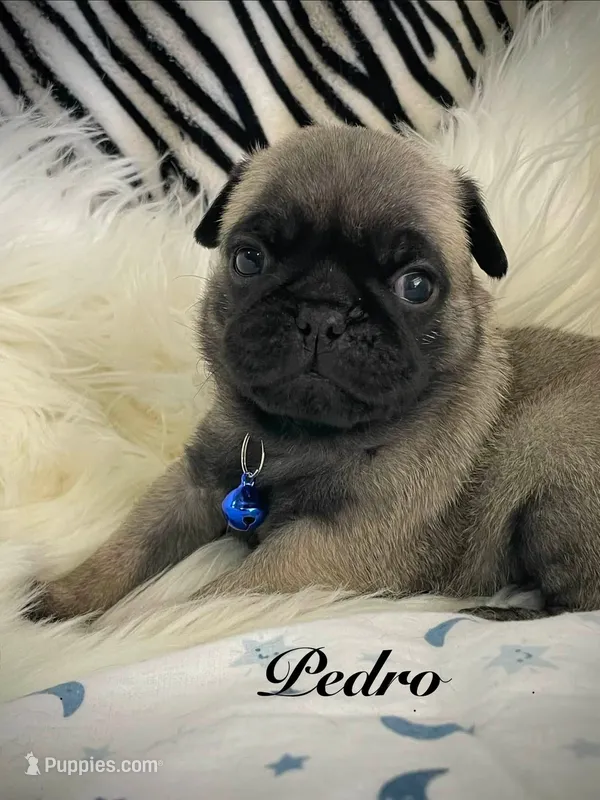 Pedro – Pug puppy for sale in Apple Valley, CA
