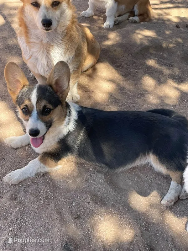 Stella – Pembroke Welsh Corgi puppy for sale in Apple Valley, CA