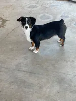 Bindy - Auggie , a female Pembroke Welsh Corgi and Toy Australian Shepherd for sale in Apple Valley, CA – 4 of 7