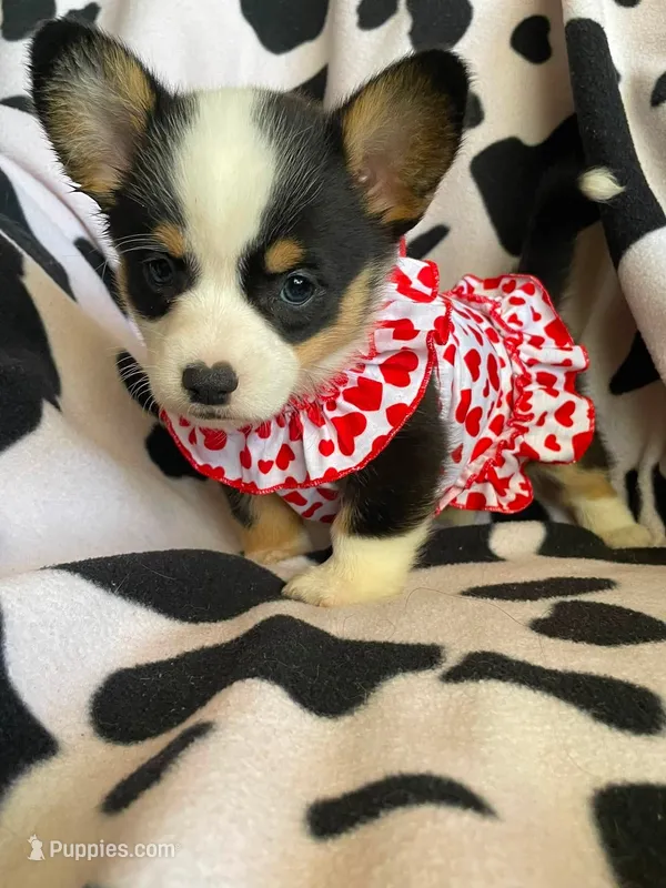 Natalie  – Pembroke Welsh Corgi puppy for sale in Apple Valley, CA